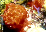  Diplastrella megastellata (Red Encrusting Sponge)